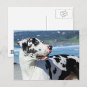 Great Dane - Harlequin - Bogey Briefkaart (Voorkant / Achterkant)