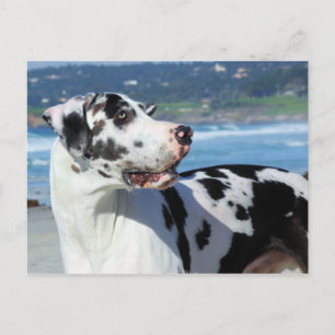 Great Dane - Harlequin - Bogey Briefkaart