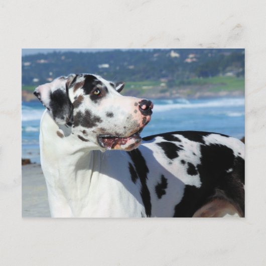 Great Dane - Harlequin - Bogey Briefkaart (Voorkant)