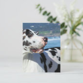 Great Dane - Harlequin - Bogey Briefkaart (Staand voorkant)