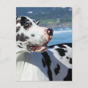 Great Dane - Harlequin - Bogey Briefkaart