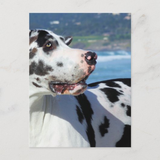 Great Dane - Harlequin - Bogey Briefkaart (Voorkant)
