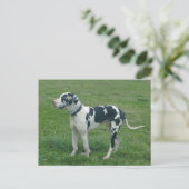 Great Dane Harlequin "Cash" Briefkaart (Staand voorkant)
