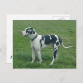 Great Dane Harlequin "Cash" Briefkaart (Voorkant / Achterkant)