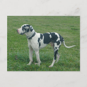 Great Dane Harlequin "Cash" Briefkaart