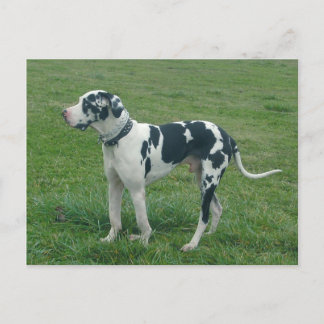 Great Dane Harlequin "Cash" Briefkaart
