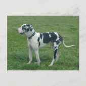 Great Dane Harlequin "Cash" Briefkaart (Voorkant)