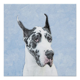 Great Dane (Harlequin) schilderen - Oorspronkelijk Perfect Poster