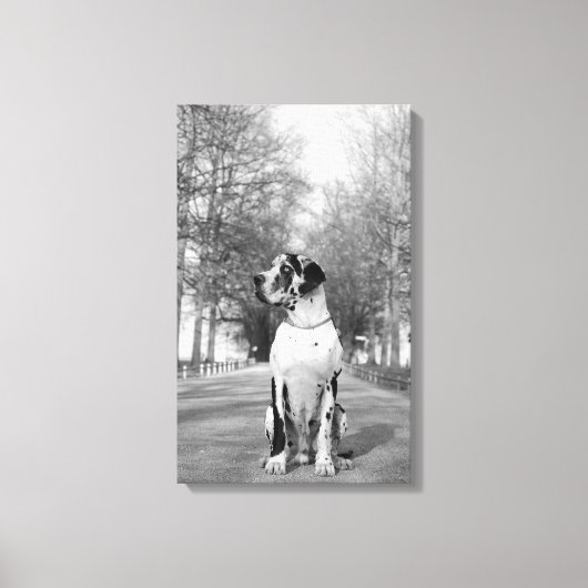 Great Dane Ingepakt Canvas Afdruk (Voorkant)