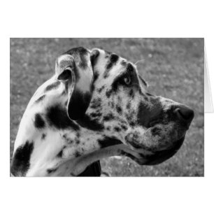 GREAT DANE Kaart