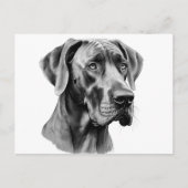 Great Dane kop tekening Ansichtkaart Briefkaart (Voorkant)