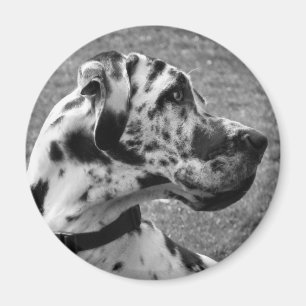 GREAT DANE MAGNEET