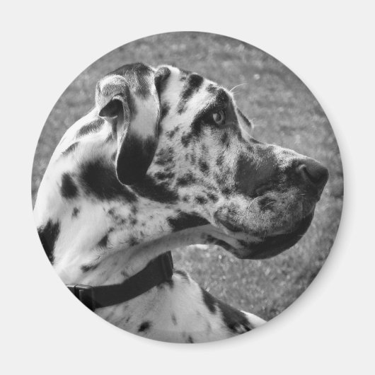 GREAT DANE MAGNEET (Voorkant)