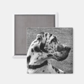GREAT DANE MAGNEET (Voorkant / Achterkant)