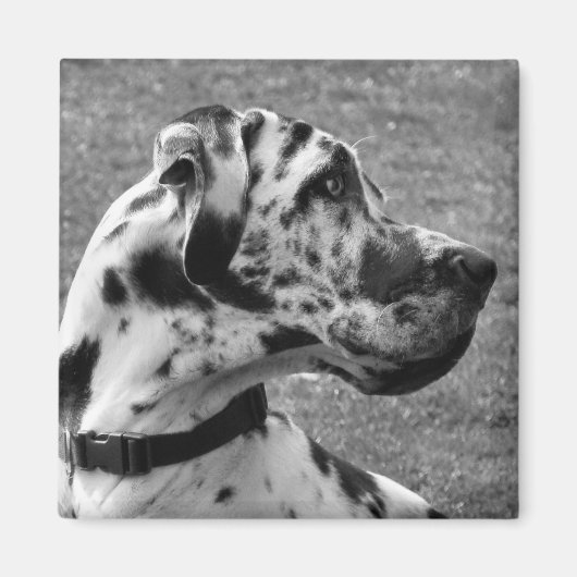 GREAT DANE MAGNEET (Voorkant)