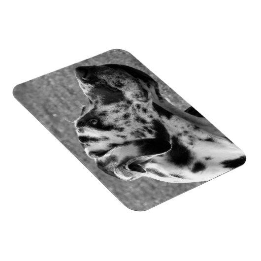 GREAT DANE MAGNEET (Rechterzijde)