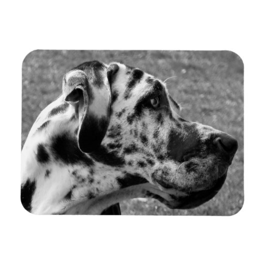 GREAT DANE MAGNEET (Horizontaal)