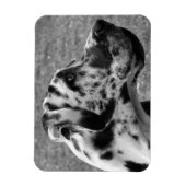 GREAT DANE MAGNEET (Verticaal)