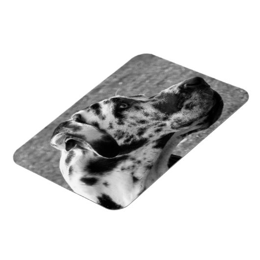 GREAT DANE MAGNEET (Linkerzijde)