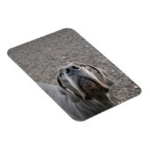 Great Dane-magneet Magneet (Rechterzijde)