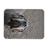 Great Dane-magneet Magneet (Horizontaal)