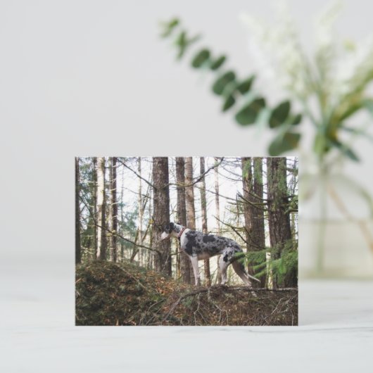 Great Dane Marlie in Bos Briefkaart (Staand voorkant)