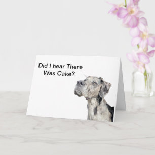 Great Dane Merle - Funny Birthday Kaart