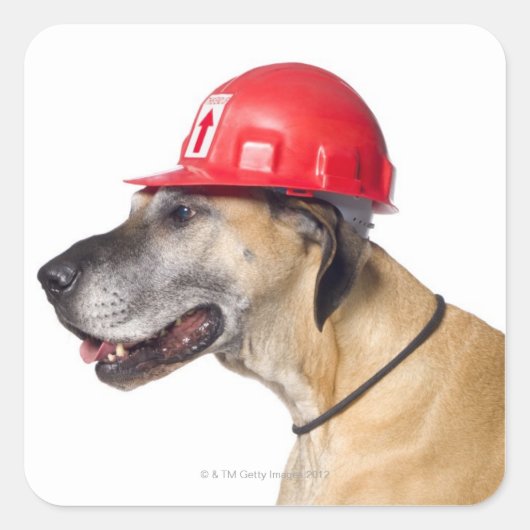 Great Dane met een rode bouwhelm Vierkante Sticker (Voorkant)