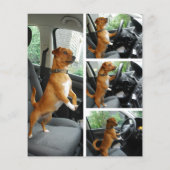 Great Dane Mister Alf bestuurder flyer  (Achterkant)