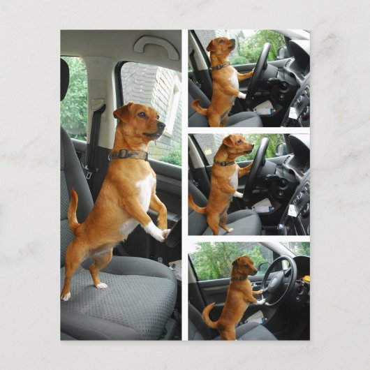 Great Dane Mister Alf driver flyer  (Achterkant)