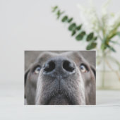 Great Dane Neus Briefkaart (Staand voorkant)
