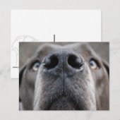 Great Dane Neus Briefkaart (Voorkant / Achterkant)