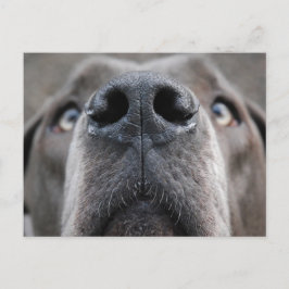 Great Dane Neus Briefkaart