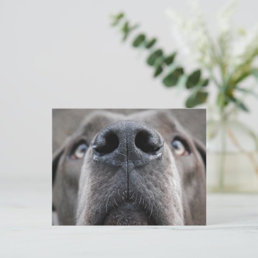 Great Dane Nose Briefkaart (Staand voorkant)