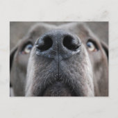 Great Dane Nose Briefkaart (Voorkant)