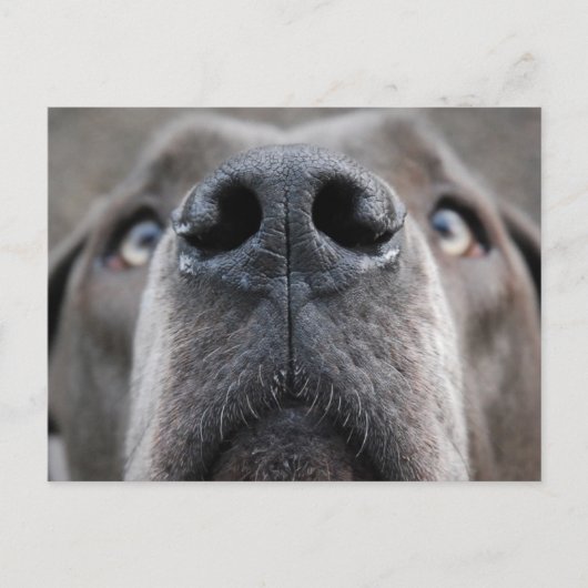 Great Dane Nose Briefkaart (Voorkant)