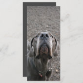 Great Dane Nose Menue Kaarten (Voorkant / Achterkant)