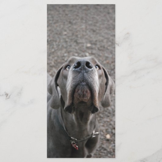 Great Dane Nose Menue Kaarten (Voorkant)