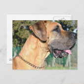 Great Dane Photo Briefkaart (Voorkant / Achterkant)