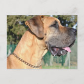 Great Dane Photo Briefkaart (Voorkant)