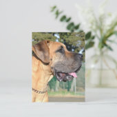 Great Dane Photo Briefkaart (Staand voorkant)