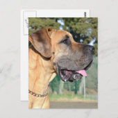 Great Dane Photo Briefkaart (Voorkant / Achterkant)
