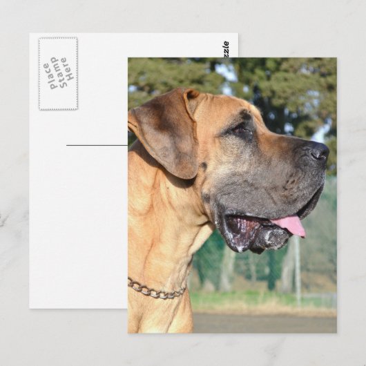 Great Dane Photo Briefkaart (Voorkant / Achterkant)