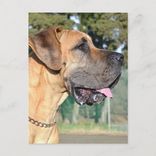 Great Dane Photo Briefkaart (Voorkant)