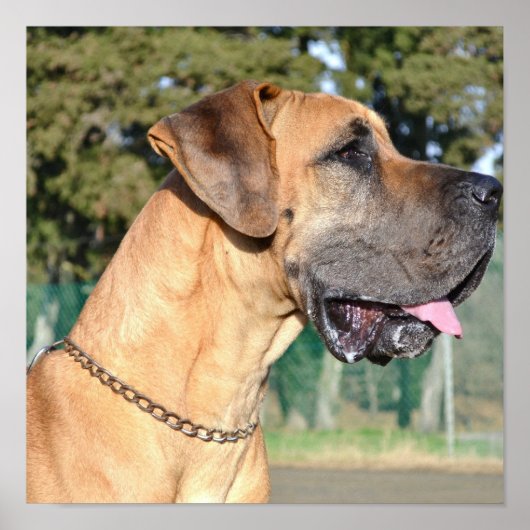 Great Dane Photo Poster (Voorkant)