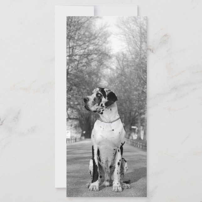 Great Dane Pictures (Voorkant)