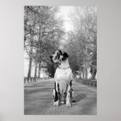 Great Dane Poster (Voorkant)