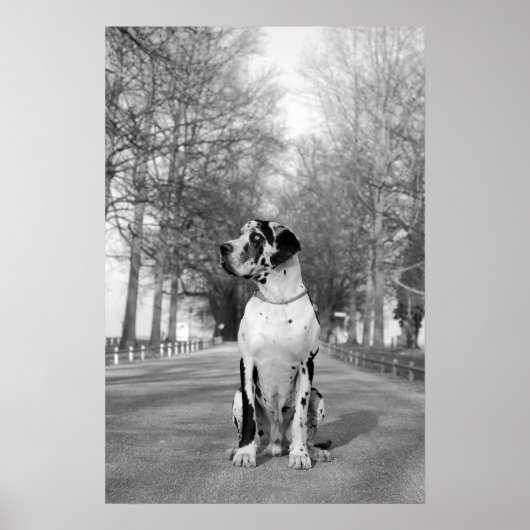 Great Dane Poster (Voorkant)
