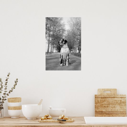 Great Dane Poster (Keuken)