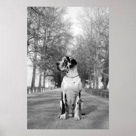 Great Dane Poster